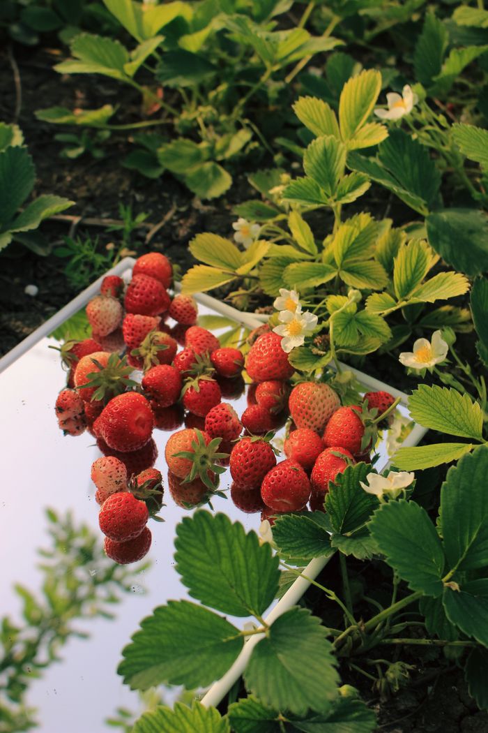 Vibrant strawberries reflected on a mirror amid fresh green leaves in the garden.