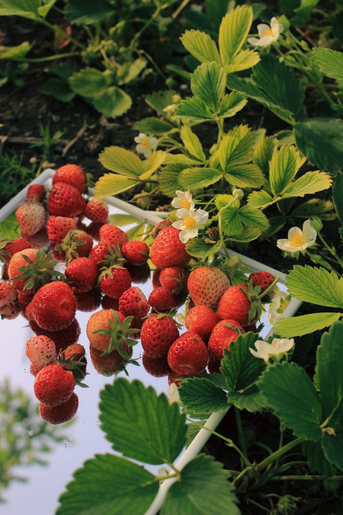Vibrant strawberries and flowers on a reflective tray surrounded by lush greenery.