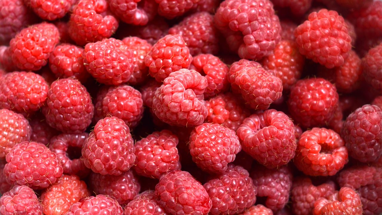 Close-up of fresh, vibrant raspberries highlighting their juicy texture and natural allure.