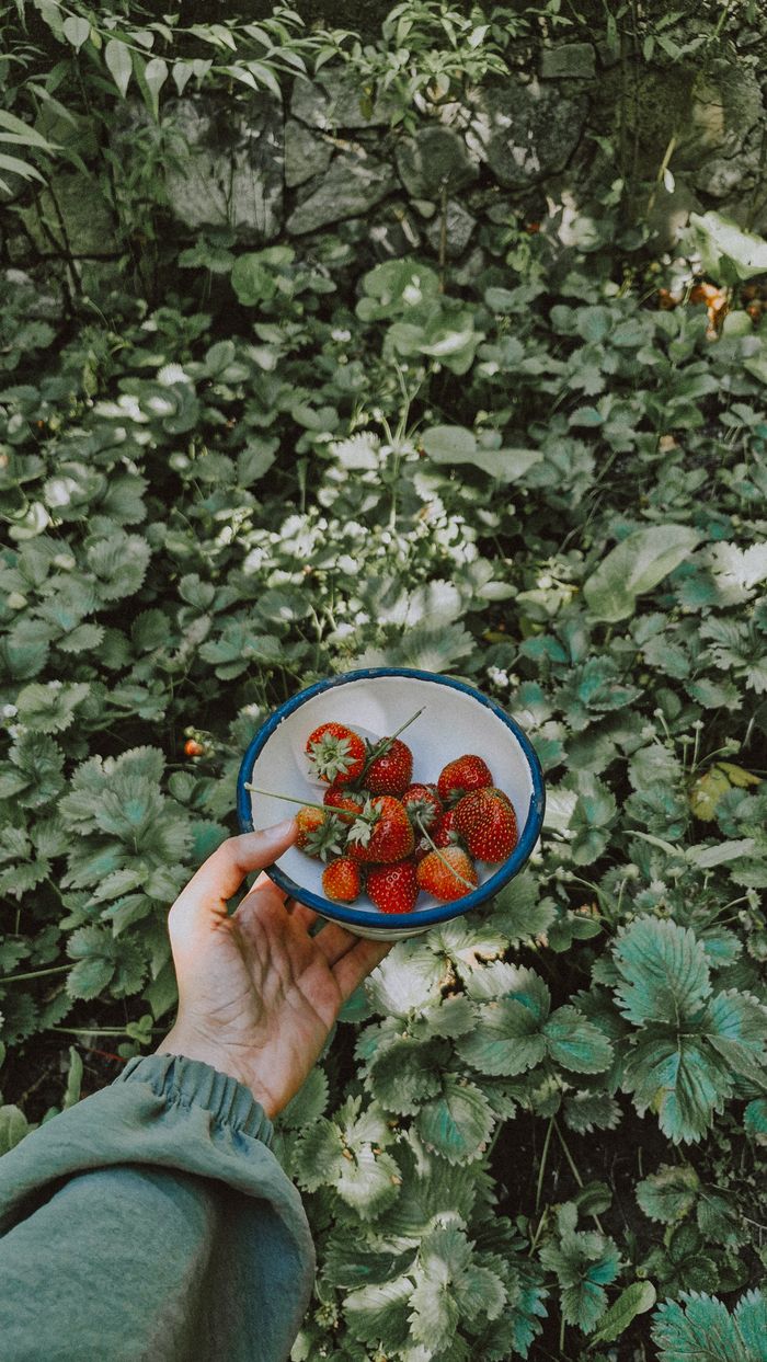 A hand holding fresh strawberries in a bowl in a green garden.