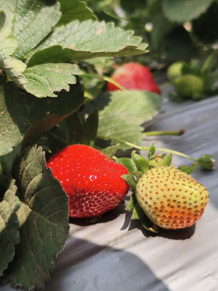Close-up of ripe and unripe strawberries on vine, sunlit and fresh.
